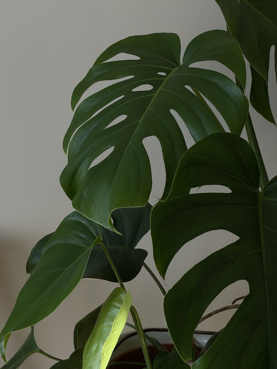 Monstera plant in soft natural daylight against a neutral wall, a calm healthy home interior